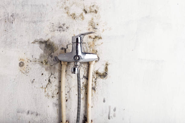 Best Emergency Mold Removal  in Rector, AR