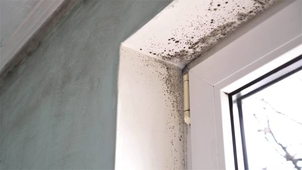 Best Mold Cleaning Services  in Rector, AR