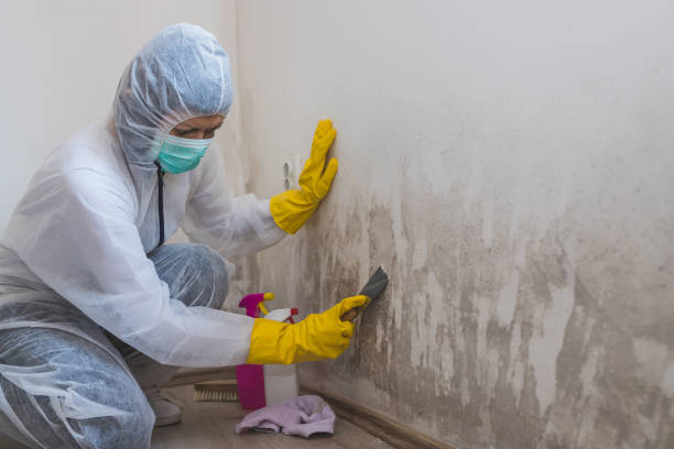 Best Toxic Mold Removal  in Rector, AR