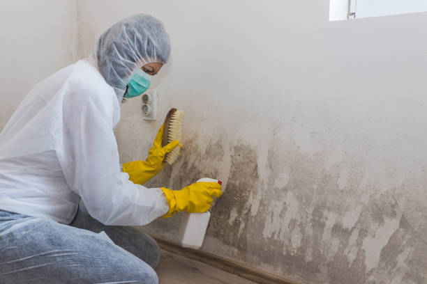 Best Crawl Space Mold Removal  in Rector, AR