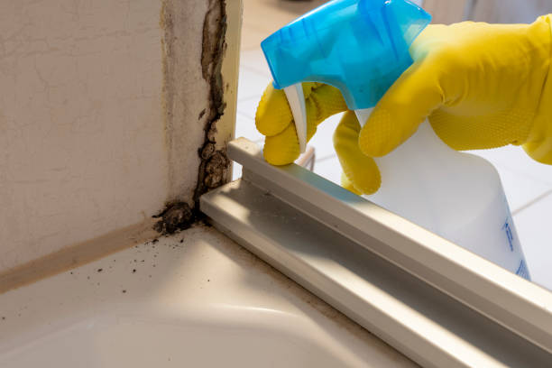 Best Commercial Mold Removal  in Rector, AR