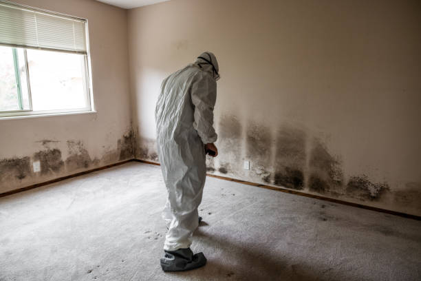 Best Attic Mold Removal  in Rector, AR