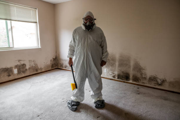 Mold Removal Process in Rector, AR
