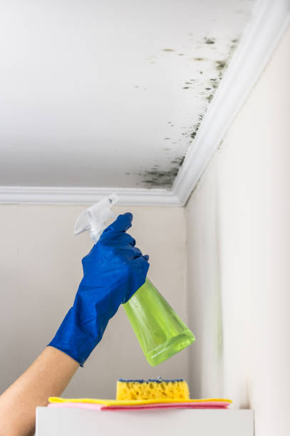 Best Mold Remediation Services  in Rector, AR